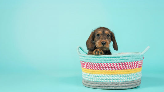 Puppy Essentials: A Guide for New Pet Parents